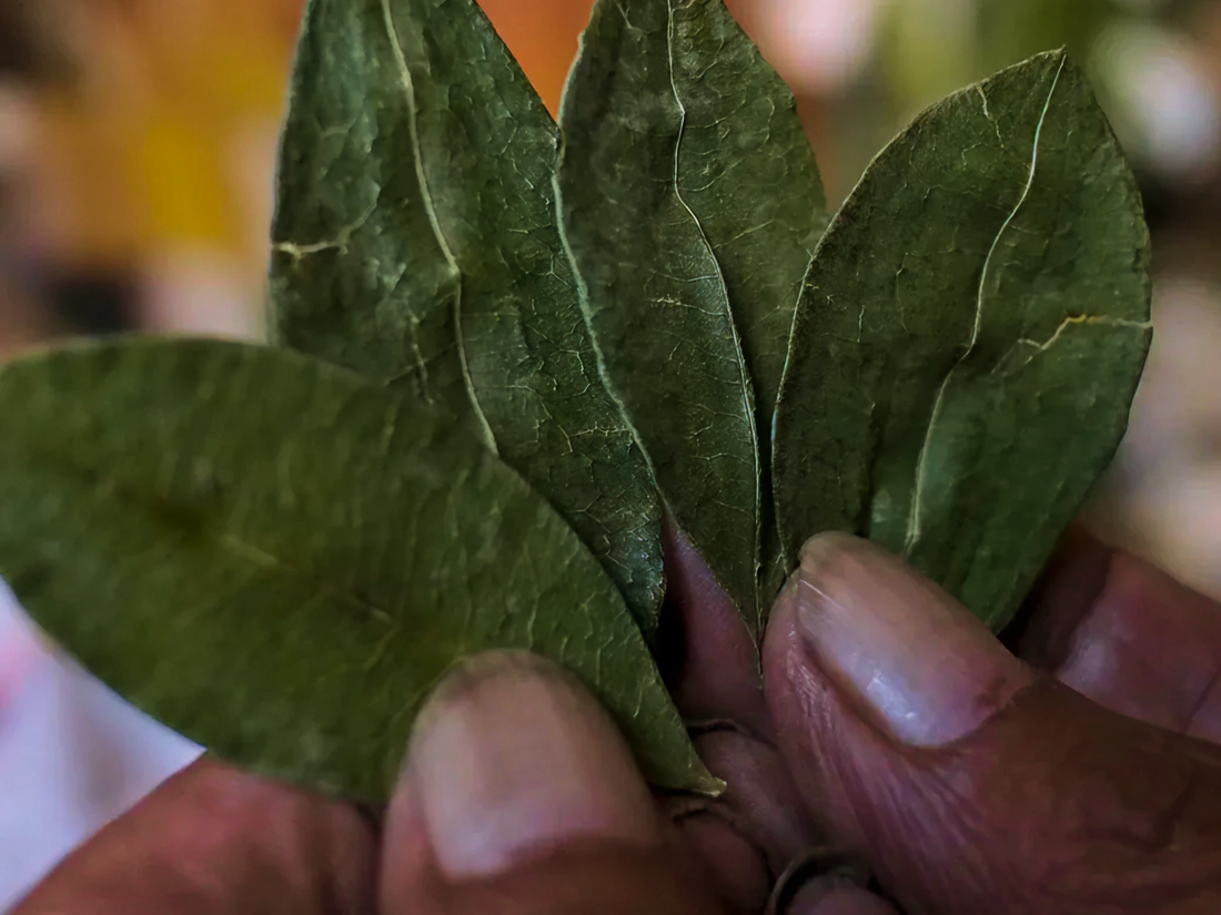 Is Kava Considered a Drug?