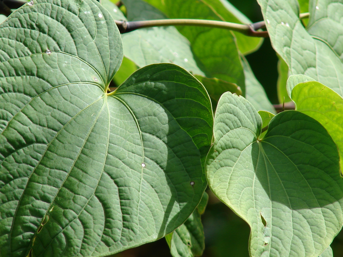 Kava and Clinical Studies